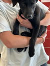 adoptable Dog in  named CLAIRE