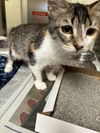 adoptable Cat in  named A212313