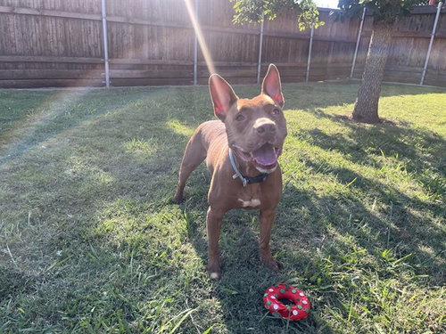 MELO - Pit Bull Terrier available for adoption