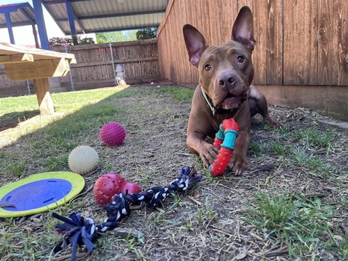 picture of the dog needing adoption