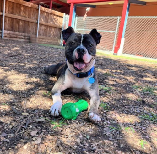 picture of the dog needing adoption