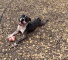 THOR - Photo 1
