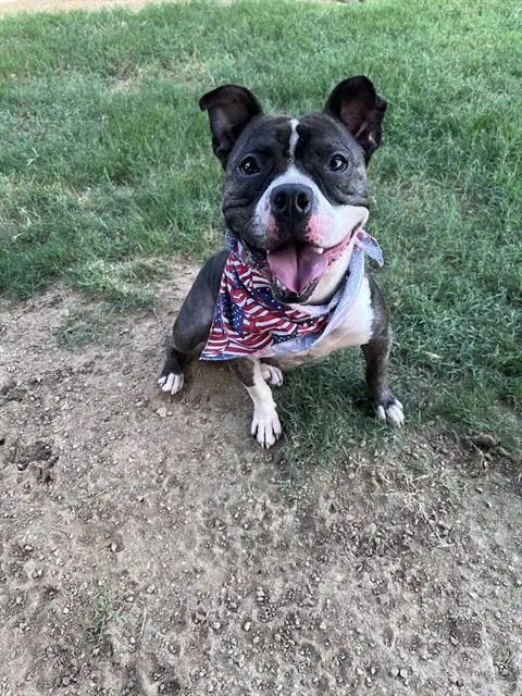 Thor - Pit Bull Terrier