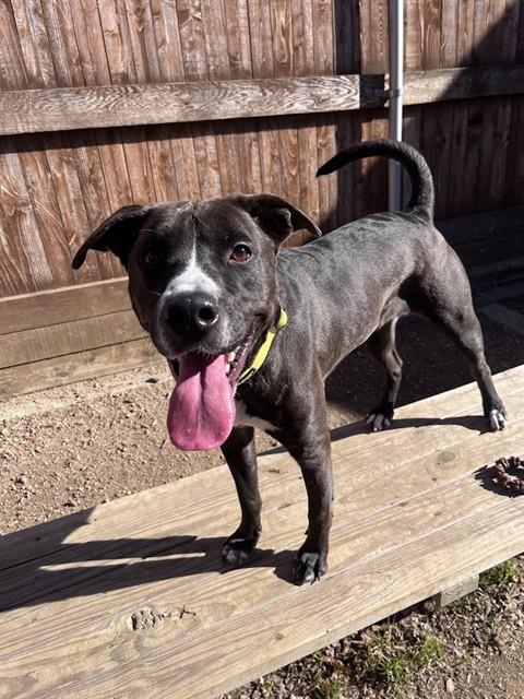 ATHENA - Labrador Retriever available for adoption