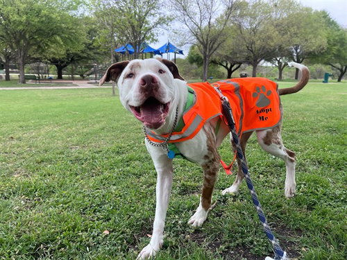 picture of the dog needing adoption