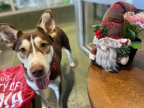 picture of the dog needing adoption