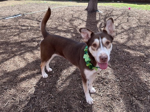 PHOENIX - Husky available for adoption
