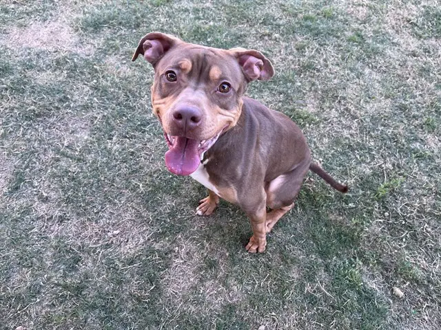 Star - Pit Bull Terrier