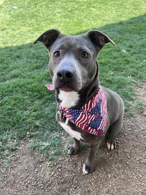 SADIE - Pit Bull Terrier / Australian Cattle Dog/Blue Heeler for adoption in Frisco