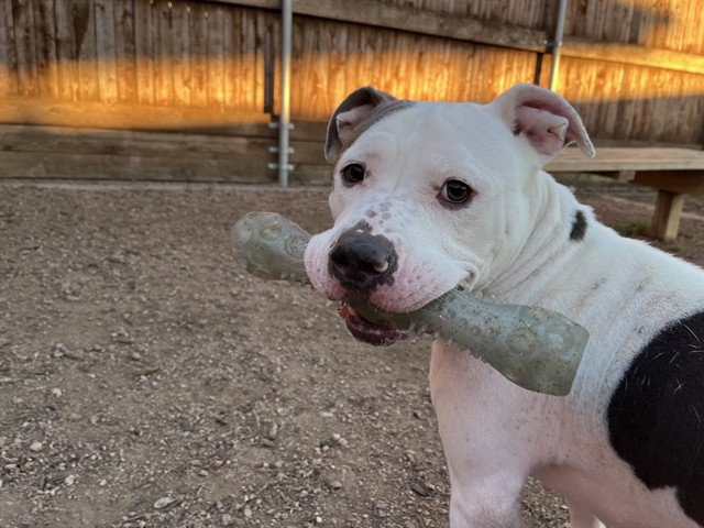 DUCHESS Image