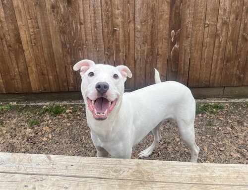 picture of the dog needing adoption