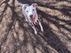 ALMOND - Photo 1