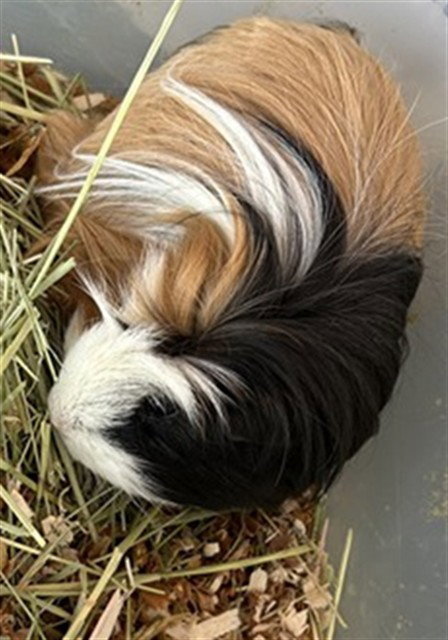 FLUFFY Image