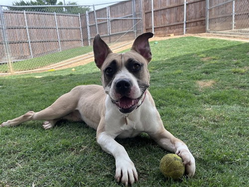 TESS, an adoptable Pit Bull Terrier in Plano, TX