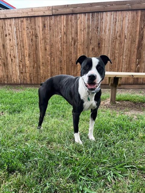 picture of the dog needing adoption