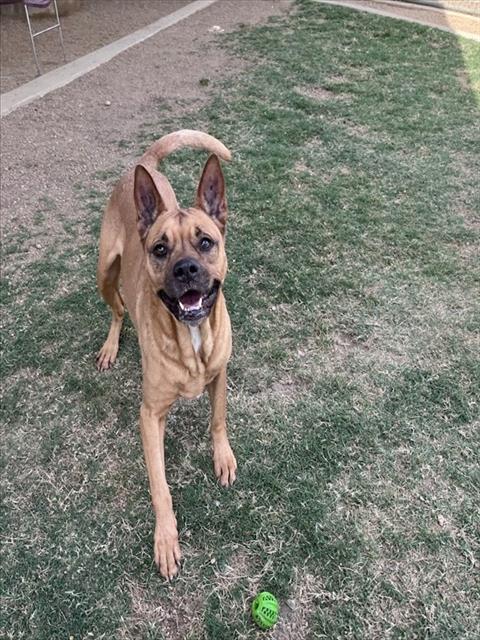 picture of the dog needing adoption