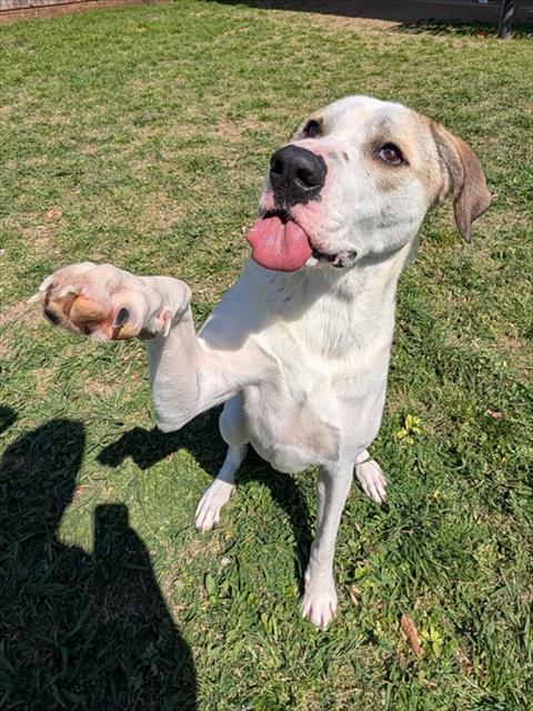 picture of the dog needing adoption