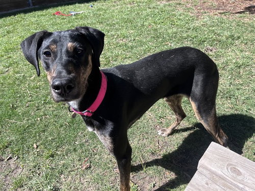 picture of the dog needing adoption