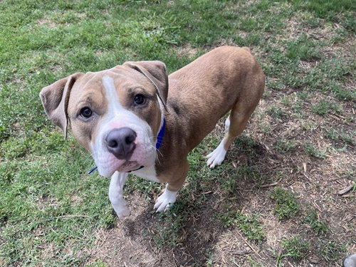 picture of the dog needing adoption