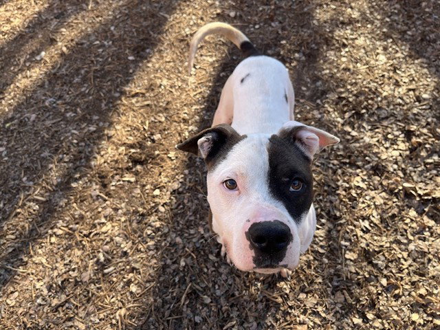 PUPS Image
