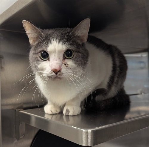 POUNCE, Senior Domestic Medium Hair (medium coat), cat for adoption in Hurst, Texas
