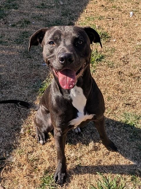ROCKY, an adoptable Pit Bull Terrier in Plano, TX