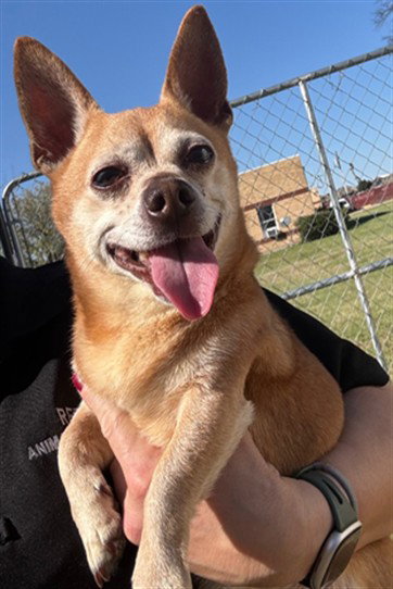 picture of the dog needing adoption