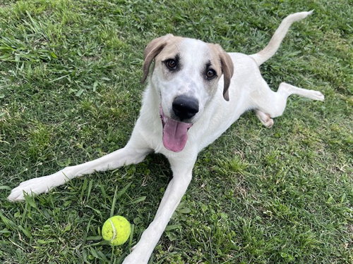 ATLAS, an adoptable Great Pyrenees in Plano, TX