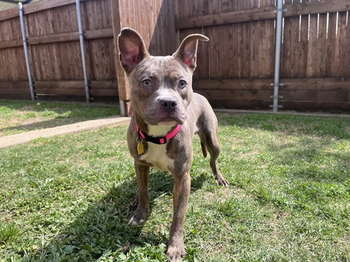 WENDY, an adoptable Pit Bull Terrier in Plano, TX