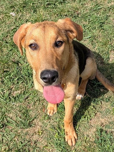 BUBBLES, an adoptable English Coonhound in Plano, TX
