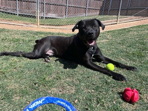 picture of the dog needing adoption