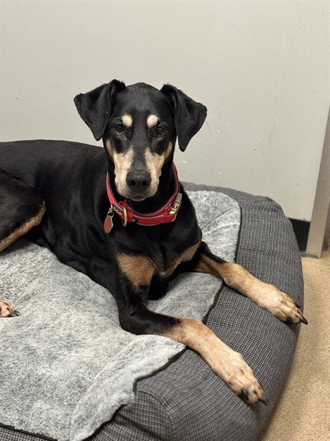 picture of the dog needing adoption