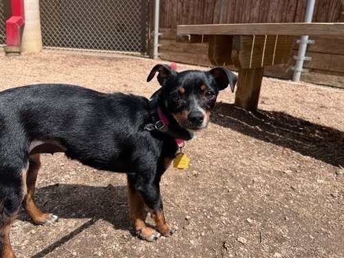 FERN, an adoptable Chihuahua in Plano, TX