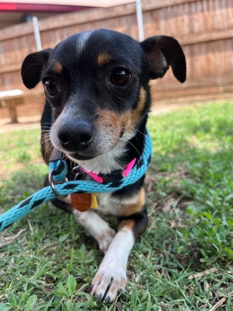 MOSSIE, an adoptable Chihuahua in Plano, TX