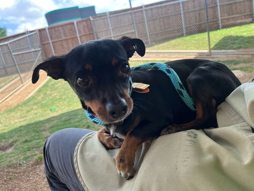 IVY, an adoptable Chihuahua in Plano, TX