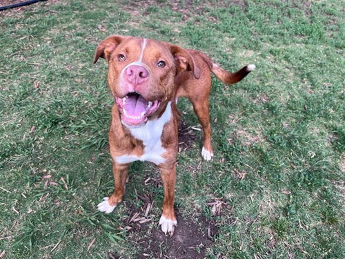 ROSCO, an adoptable Pit Bull Terrier in Plano, TX