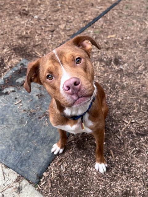 ROSCO, an adoptable Pit Bull Terrier in Plano, TX