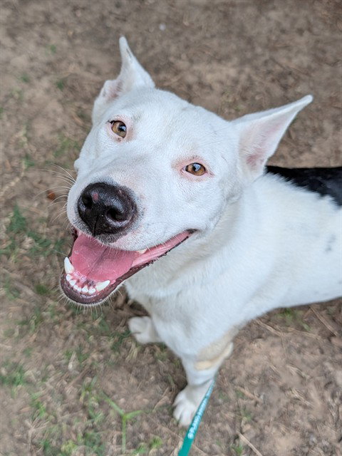 KALISTO, an adoptable Husky in Plano, TX