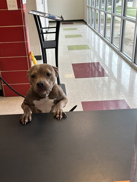 SELENE, an adoptable Pit Bull Terrier in Plano, TX