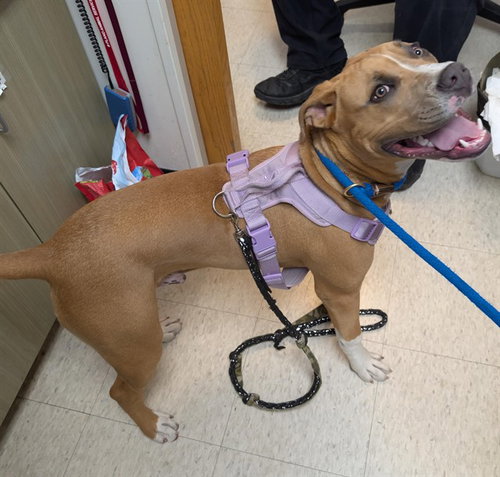 CHARILE BROWN, an adoptable Pit Bull Terrier in Plano, TX