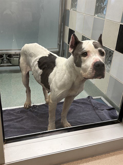 ROISE, an adoptable Pit Bull Terrier in Plano, TX