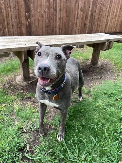IZZY, an adoptable Pit Bull Terrier in Plano, TX