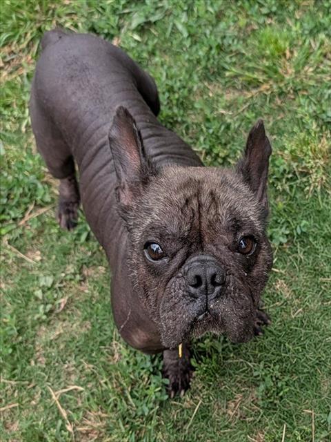 HUGO