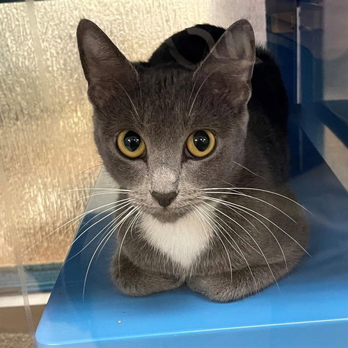 OASIS, Adult Domestic Short Hair (medium coat), cat for adoption in Hurst, Texas