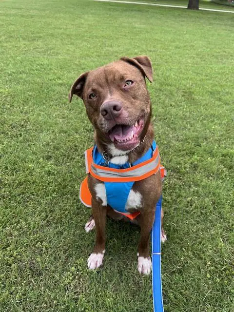 Bentley - Pit Bull Terrier