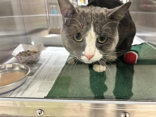 GRAYSON, Adult Domestic Short Hair (medium coat), cat for adoption in Hurst, Texas