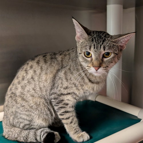 NALA, Adult Domestic Short Hair / Mixed (medium coat), cat for adoption in Hurst, Texas