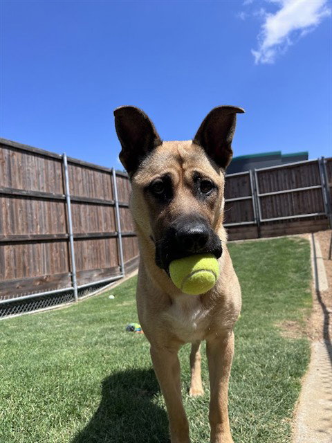 RIN, an adoptable German Shepherd Dog in Plano, TX