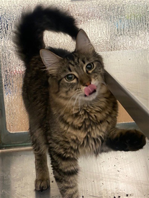 PABLO, Young Maine Coon / Mixed (medium coat), cat for adoption in Hurst, Texas