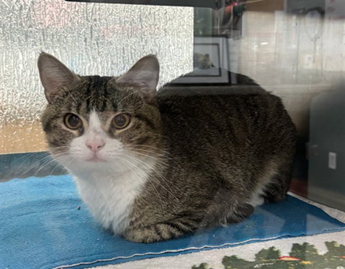SPENCER, Young Domestic Short Hair (medium coat), cat for adoption in Plano, Texas